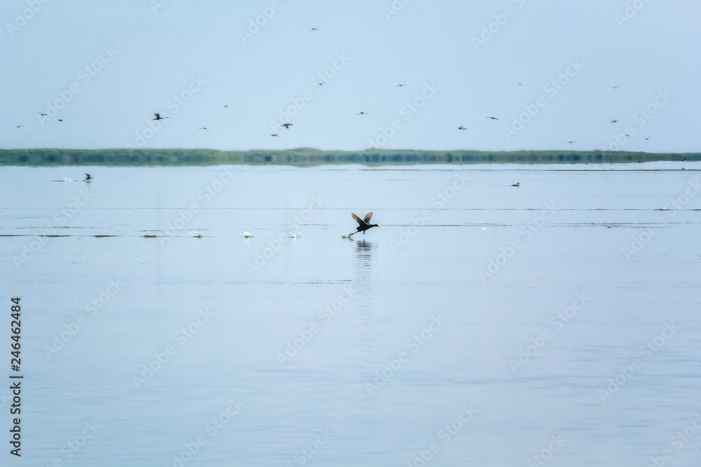 Wild duck take off over water in the wetlands