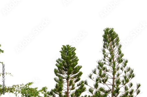 Two pine trees with brances on white isolated background for green foliage backdrop 