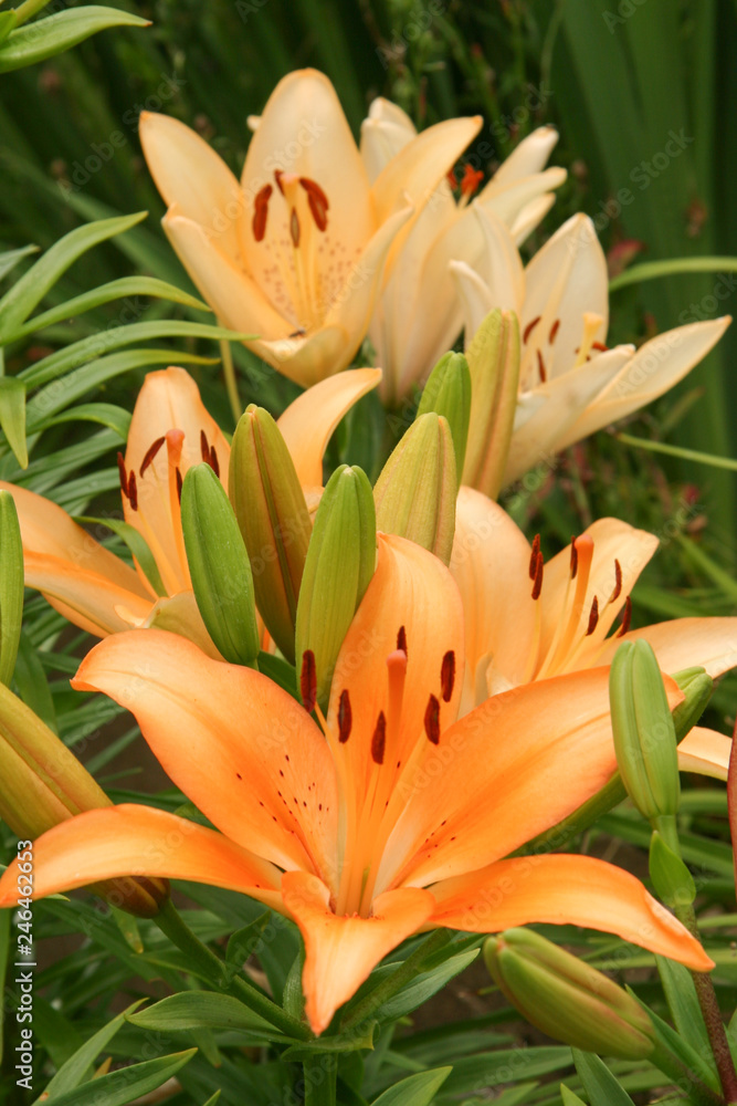 asiatic lily orange asiatic lily orange
