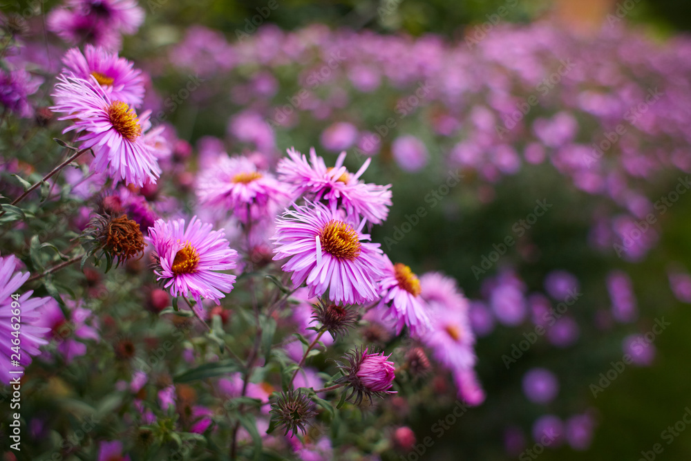 Obraz premium Chrysanthemum flowers as a background close up. Vibrant pink Chrysanthemums. Chrysanthemum wallpaper. Floral background. Selective focus.