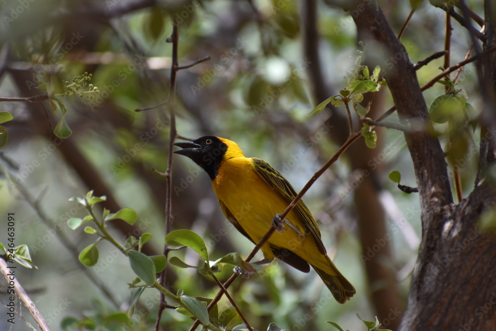 Masked Weaver