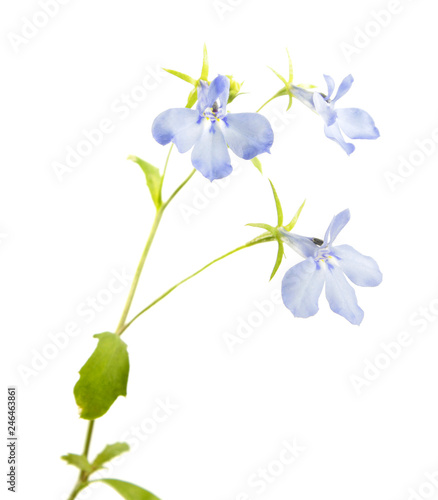 Blue flower of Lobelia erinus or Edging lobelia isolated on white background