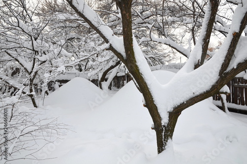  Winter garden with apricot trees without fruit.