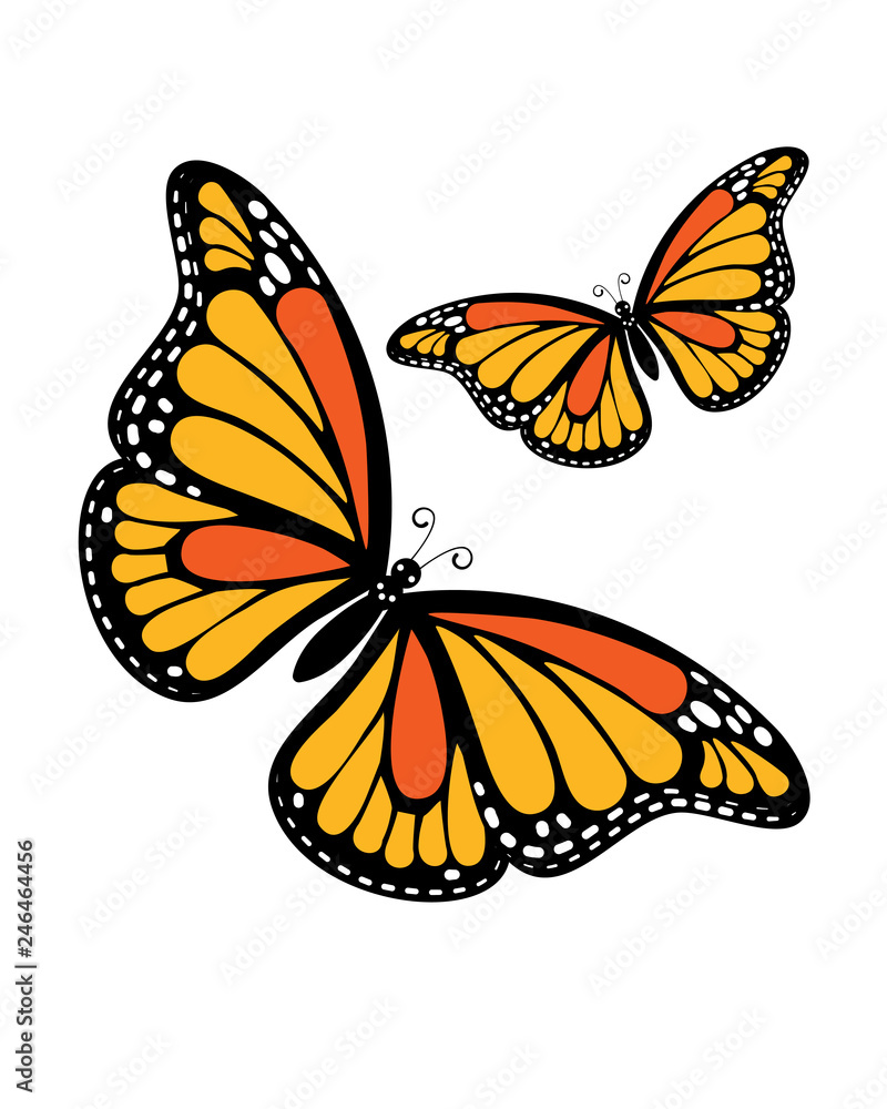 Fototapeta premium Monarch Butterflies