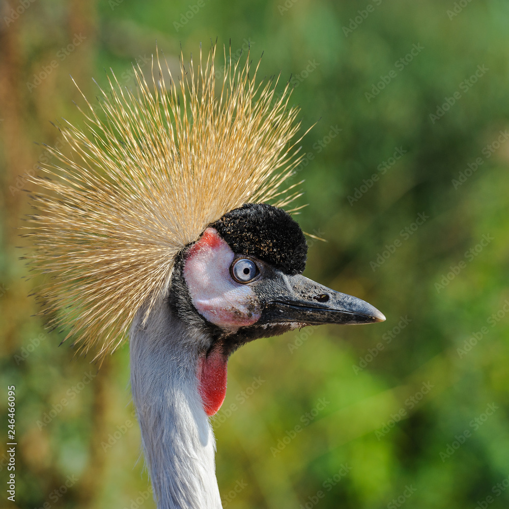 Obraz premium A portrait of a beautiful Grey Crowned Crane against a green bokeh background.