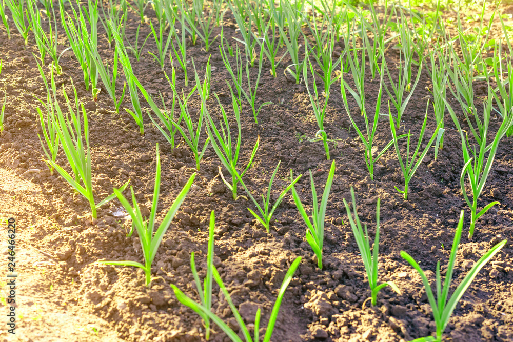 Spring shoots of green onions in the soil in the garden for vitamin nutrition. Young shoots of green onions on a Sunny spring day. Spring shoots of green onions in the soil in the garden for vitamin nutrition. Young shoots of green onions on a Sunny spring day.