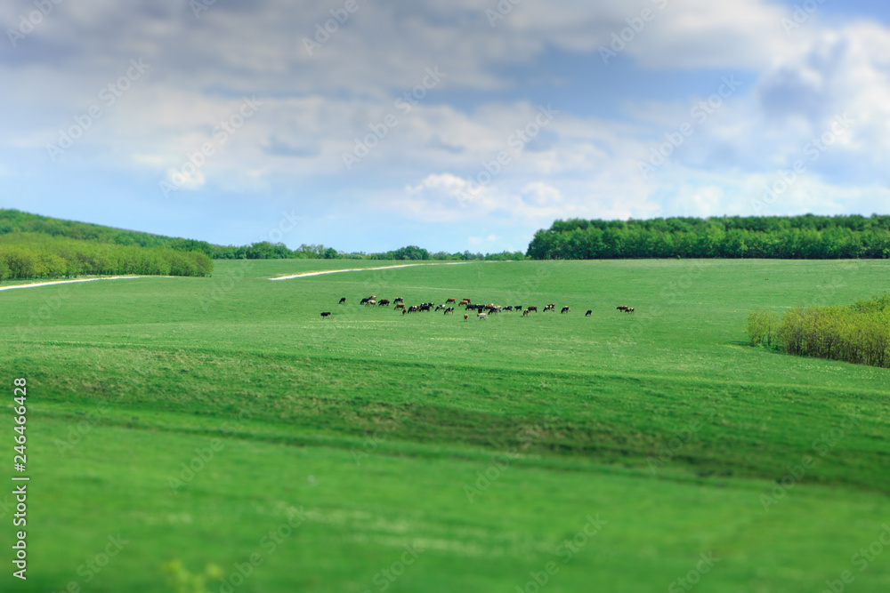a herd of cows on a green field