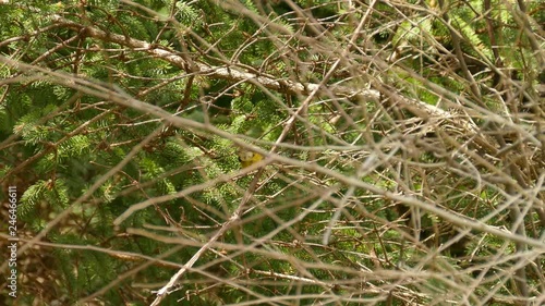 Blue-winged warbler hopping up a branch investigation for food sources photo