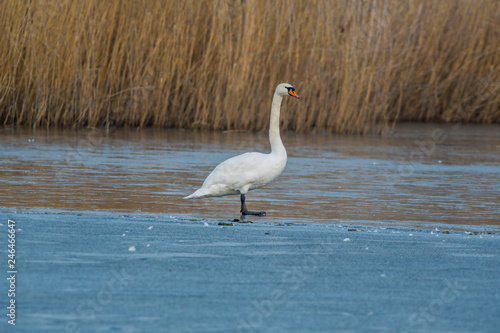 white swan at frozen winter ice lake