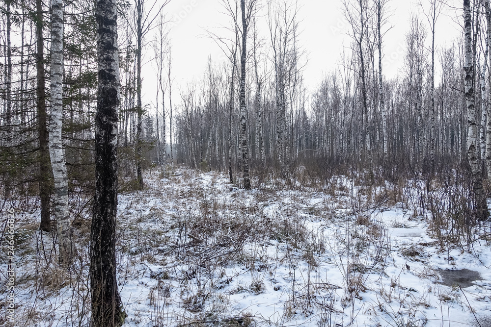 forest in winter, covered with white snow; the forest road passes through the birch trees; in the distance is a hunting tower forest in winter, covered with white snow; the forest road passes through the birch trees; in the distance is a hunting tower