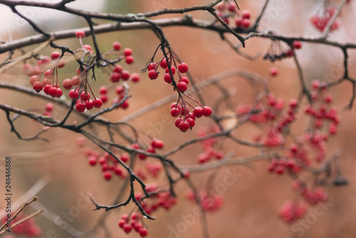 red berries on a bush in autumn