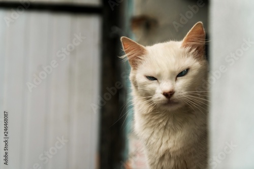 white cat with blue eyes with brave expression