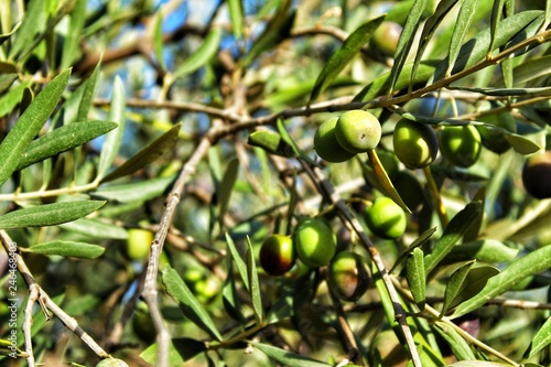Olives in Alicante plantation