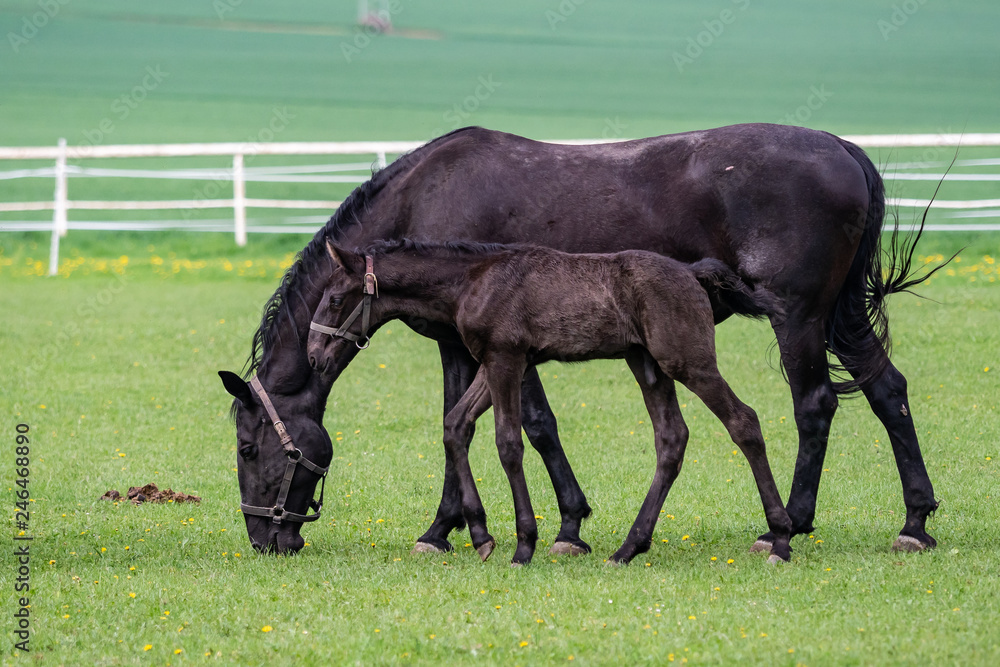 Fototapeta premium Black kladrubian horse, mare with foal
