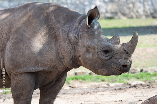 Young eastern black rhinoceros   Diceros bicornis michaeli 