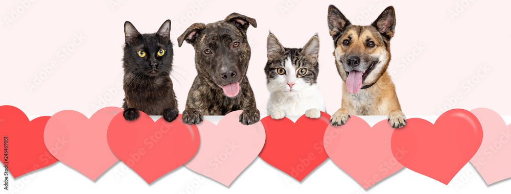 Εκτύπωση καμβά Dogs and Cats Over Valentines Day Hearts Web Banner