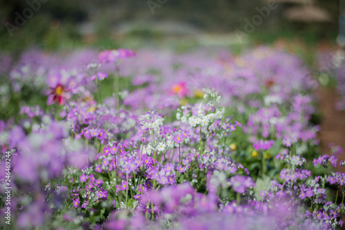 Various kinds of flowers