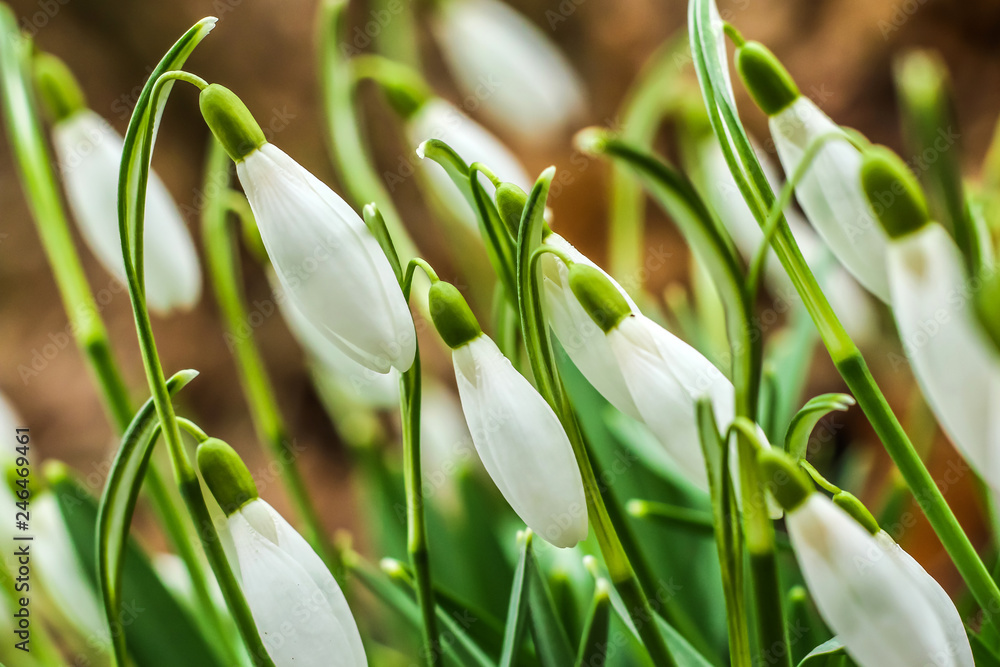 Fototapeta premium Picture of a spring symbol, fresh green snowdrops with white blooms. 