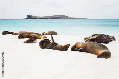 Sea lions on white sandy beach of Espanola island in the Galapagos