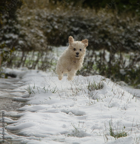Young cavachon bitch running toward camera off the ground on snow covered track selective focus