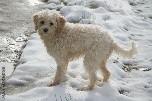 Cavachon in the snow looking at the camera © Pam