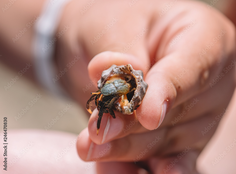 little crab in the hands of a little girl