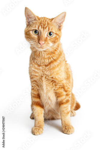 Friendly Orange Cat Sitting Looking at Camera