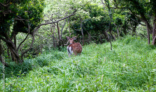 Red deer hiding in forest, Irish wild life, Ireland