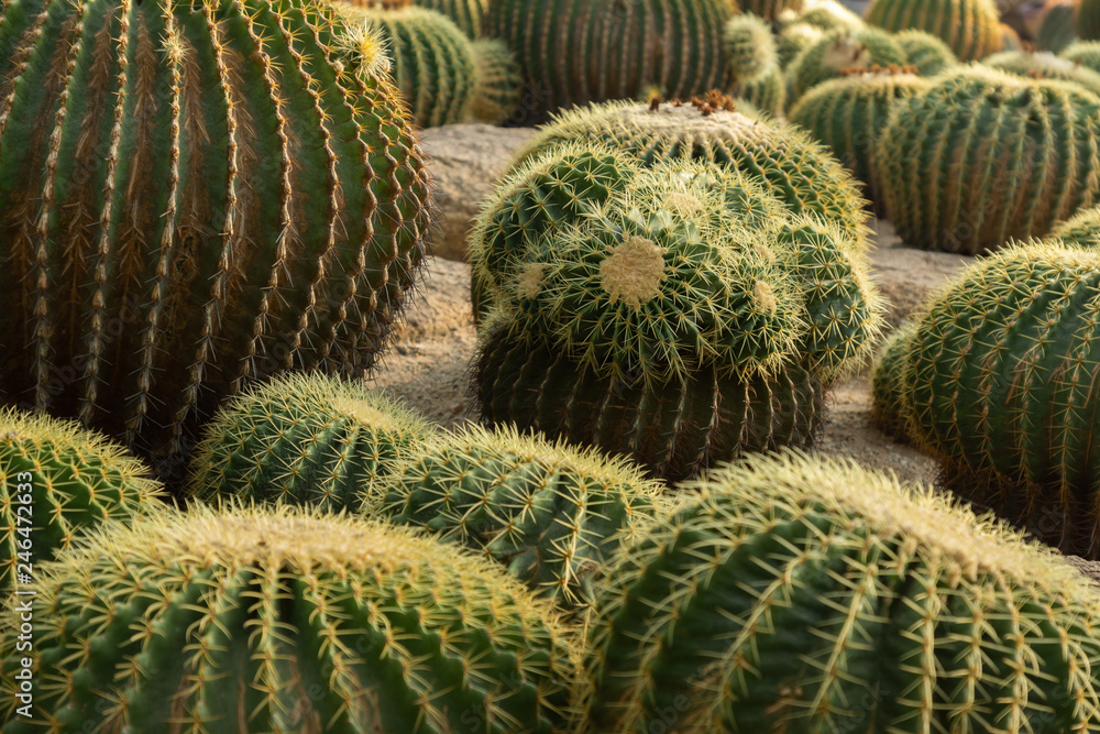 Many cacti grow on the sand Many cacti grow on the sand