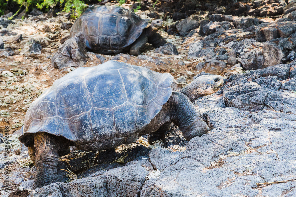 Tortoise camouflaged against environment in the Galapagos Islands