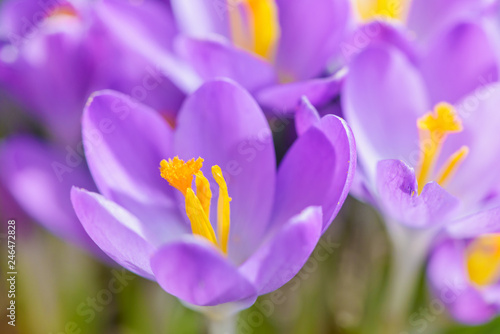 Beautiful crocus flower close-up. Early spring plants. 