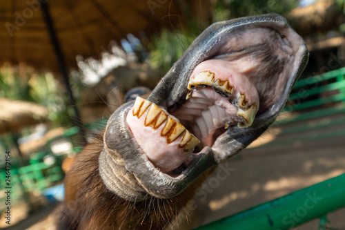 Sick horse teeth. Horse rotten teeth © Svyatoslav Balan