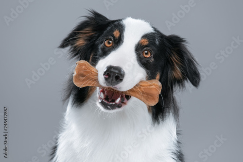 Canvastavla Close up portrait of cute young Australian Shepherd dog with chew bone on gray background