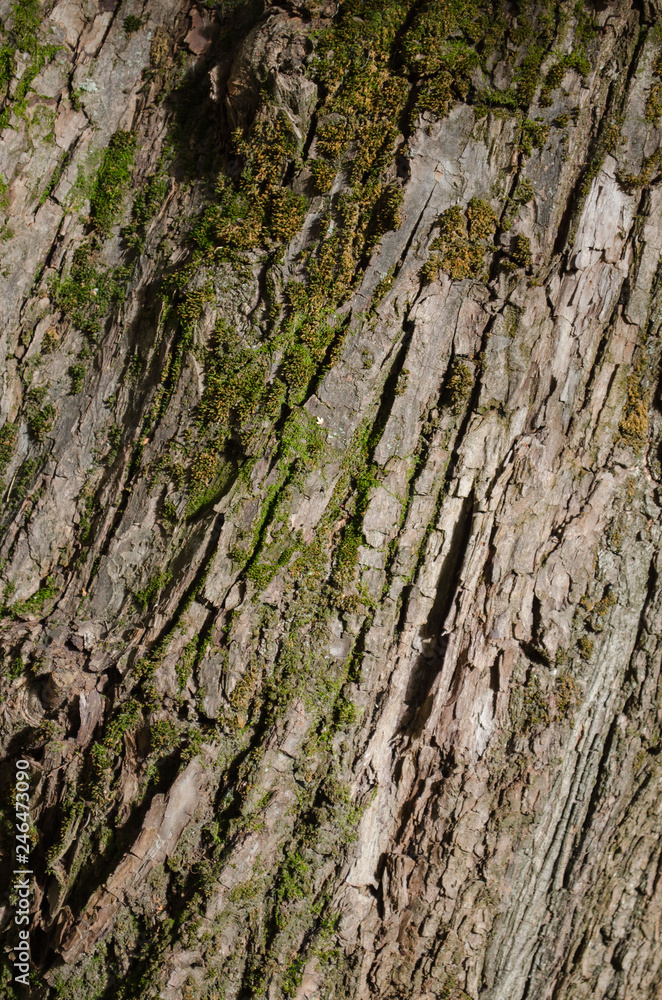 background of tree bark covered with moss background of tree bark covered with moss