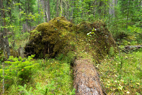 Root fallen tree overgrown with moss