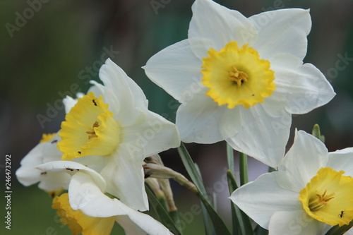 Fototapeta Naklejka Na Ścianę i Meble -  A bouquet of daffodils