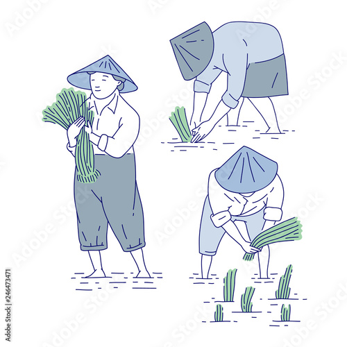 Chinese farmers planting rice seedlings. Vector set line art people in traditional costume asian agricultural culture.