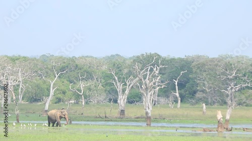 yala national park sri lanka port fish photo