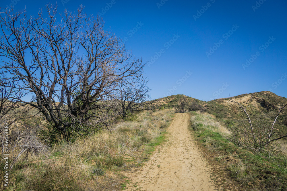 Brush Alongside California Hiking Trail