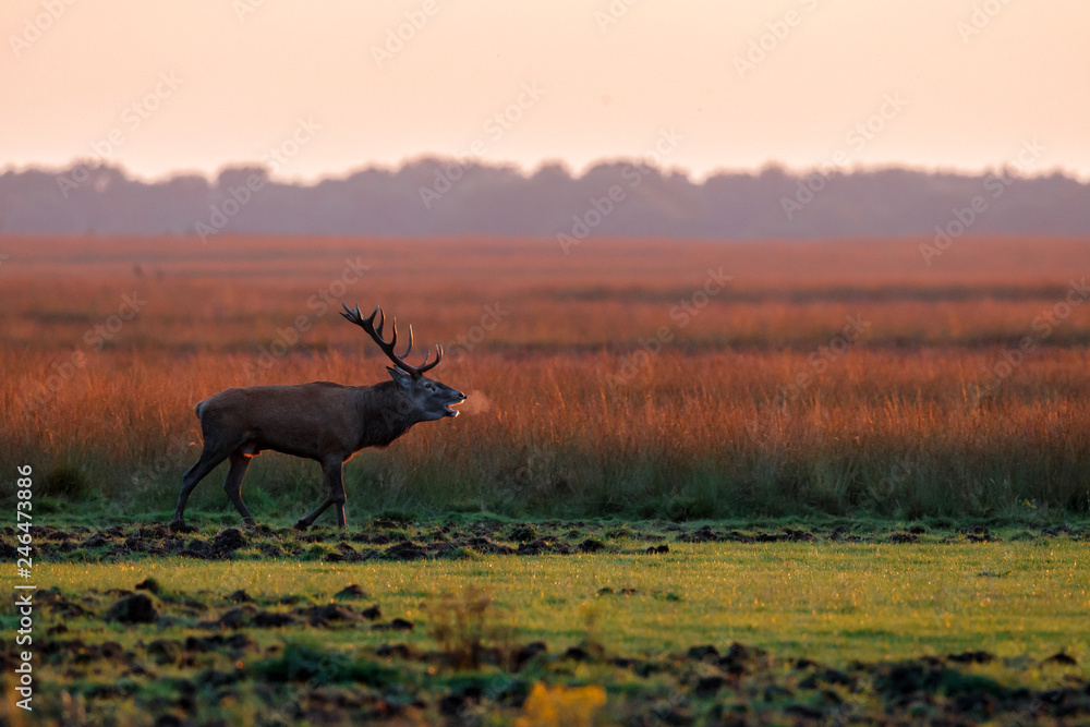 Fototapeta premium Jeleń w okresie rykowiska na wrzosowiskach w lesie Parku Narodowego Hoge Veluwe w Holandii