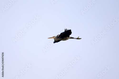 Grey Heron ( Ardea Cinerea ) in flight