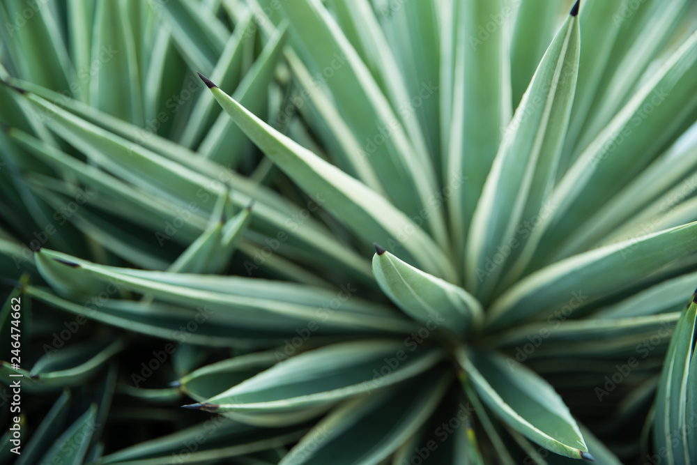 Obraz premium Plant and cactus