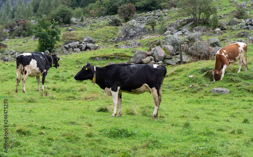 Cattle herd in pasture