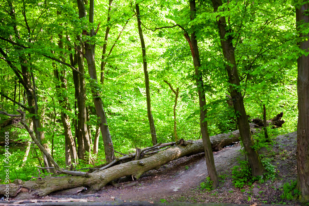 Fototapeta premium Maple and hornbeam trees in spring, Goloseevskij forest in Kiev, Ukraine