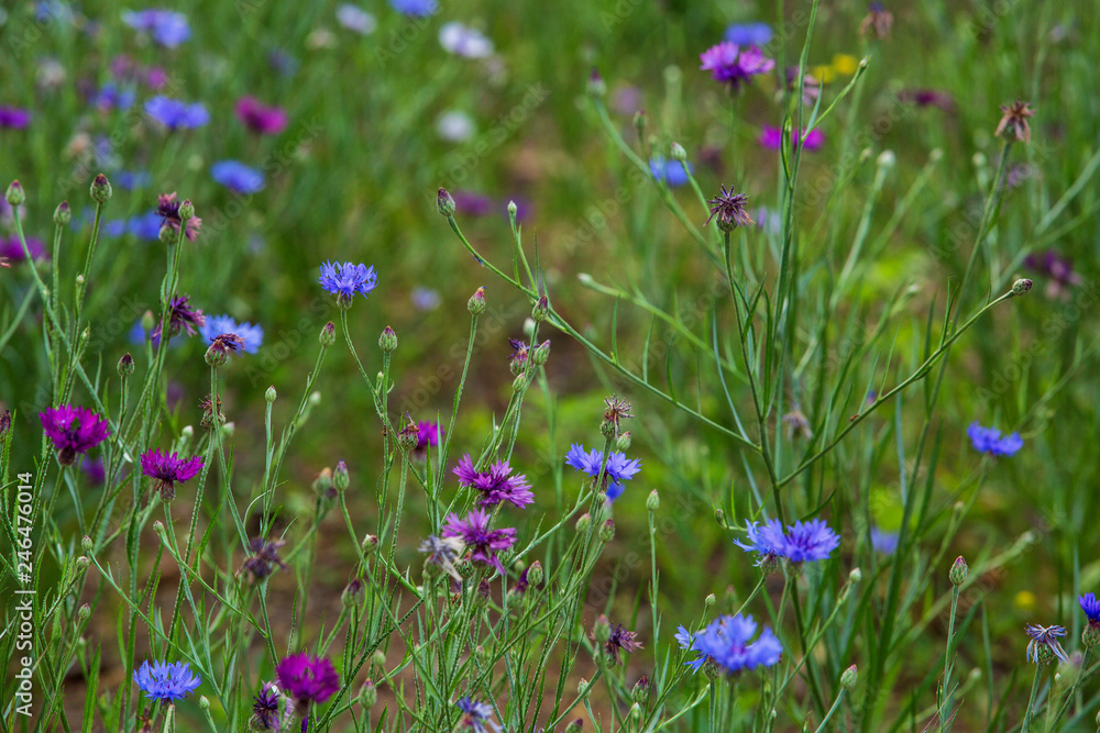 purple and blue wildflowers grow among the grass in the field purple and blue wildflowers grow among the grass in the field