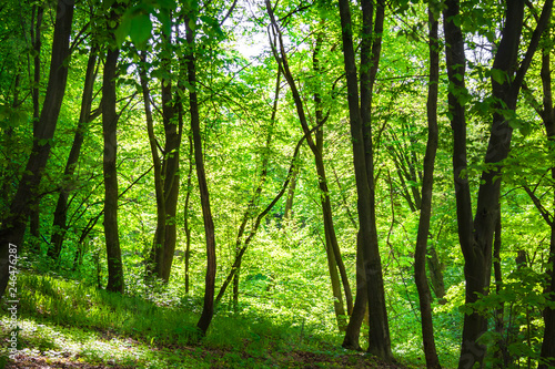 Maple and hornbeam trees in spring, Goloseevskij forest in Kiev, Ukraine