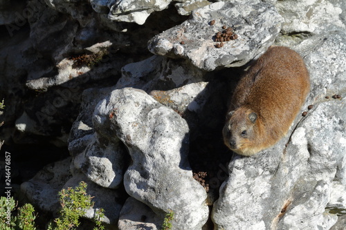 Klippschliefer in den Felsen des Tafelbergs photo