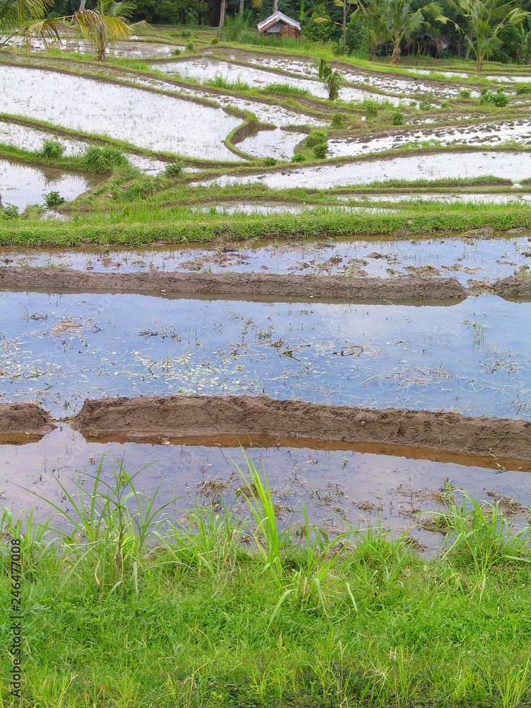 Bali. Rice field near of Ubud. Indonesia. Asia