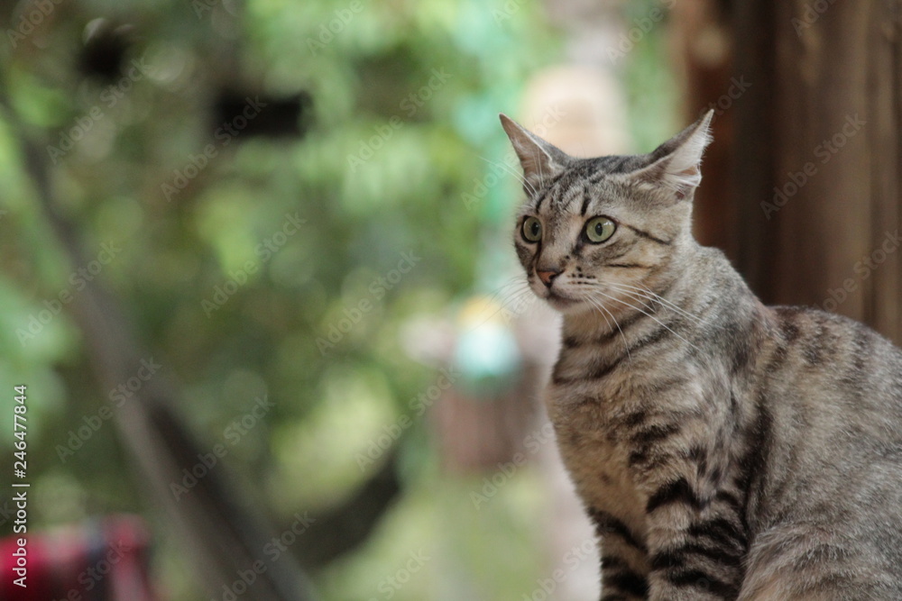 cat in garden