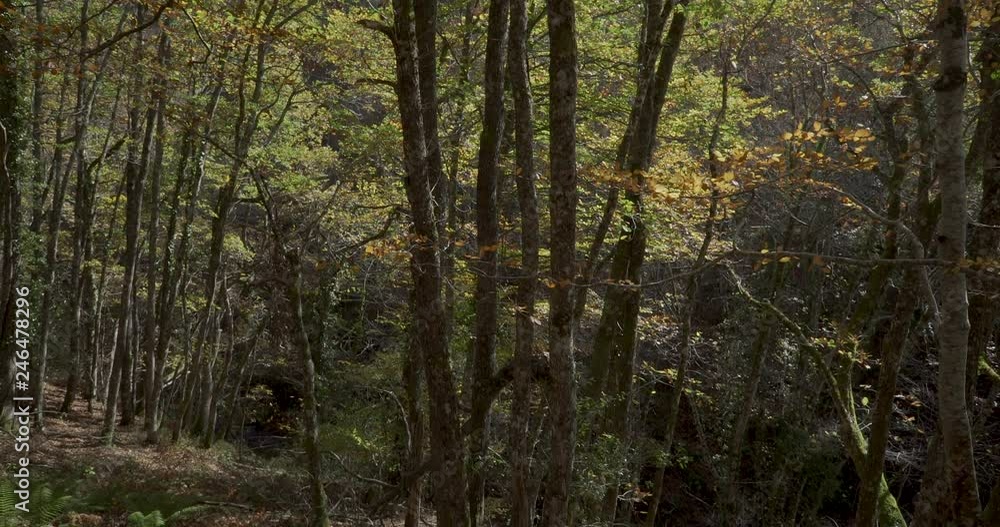 Upward movement from the bottom of ending to top in the leaves of the tree Upward movement from the bottom of ending to top in the leaves of the tree